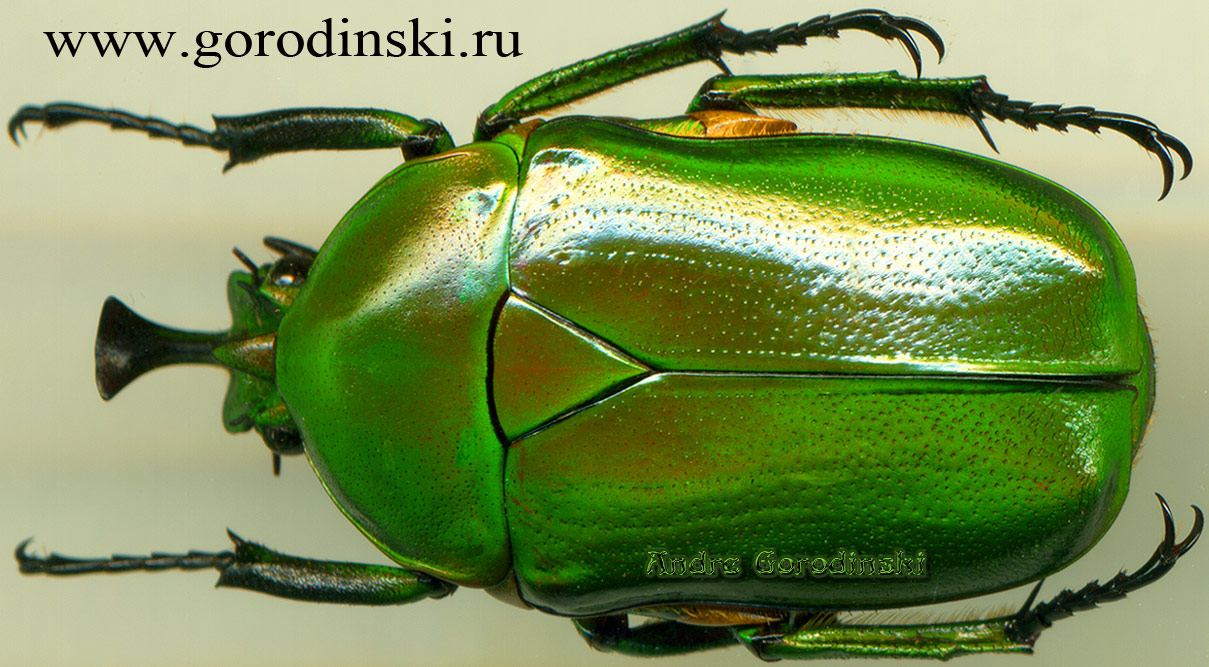 http://www.gorodinski.ru/cetoniidae/Trigonophorus rothschildi rothschildi.jpg